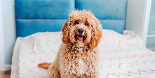 A labradoodle sitting on a bed.