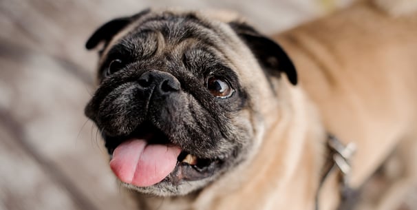 A close up image of a Pug.