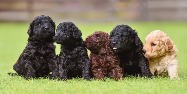 Five Cockapoo puppies siting on the grass