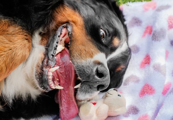 A BMD laying on a heart blanket outdoors.