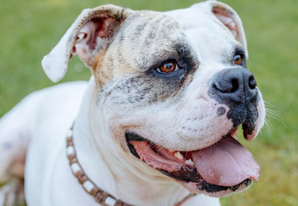 An american bulldog with its tongue out.