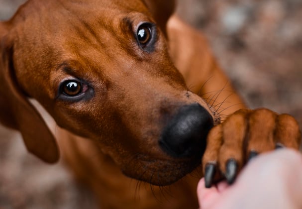 A puppy holding their owner's hand.