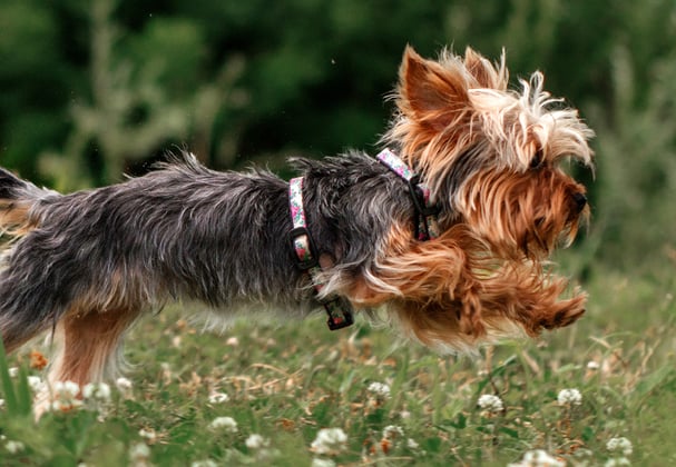 A yorkie leaping through the air.