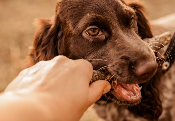 A Sprocker Spaniel playing with a branch