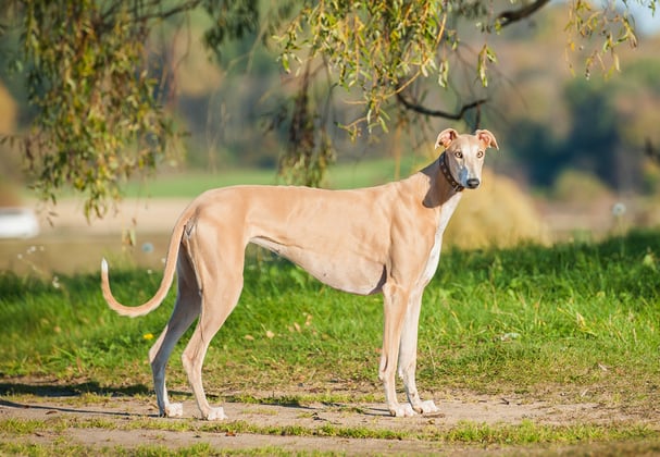 A greyhound stood on the ground.