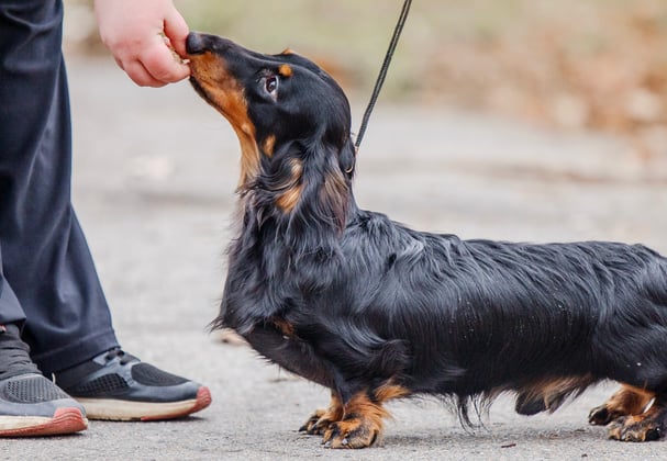 A dachshund being fed a treat on a walk.