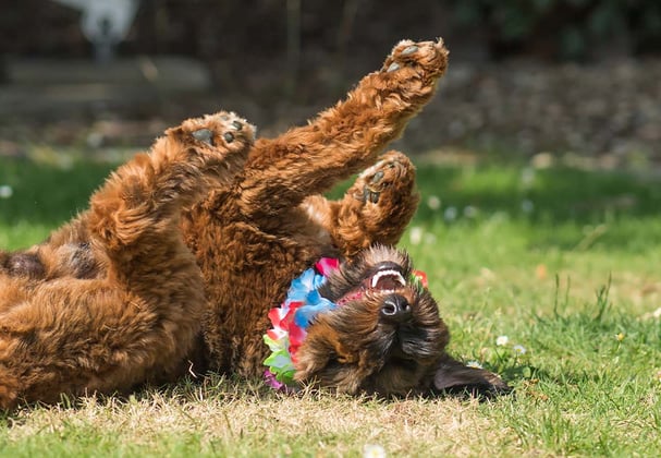 A brown cockapoo rolling on its back 