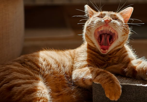 A tabby cat yawning with its mouth open wide.