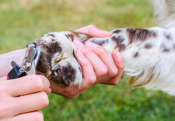 An english springer spaniel having its nails clipped.