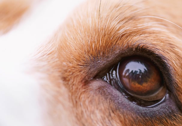 Close up of Beagles eyes