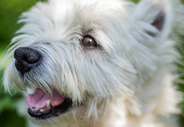 Westie smiling in a forest