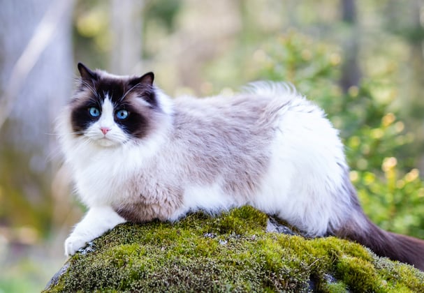 A ragdoll cat laying on a mossy rock.