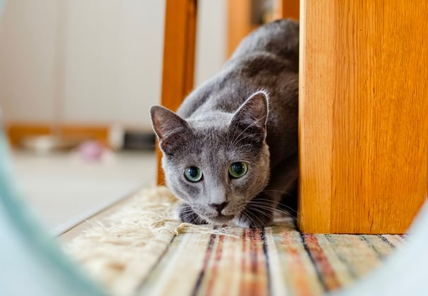 A russian blue looking through a play tunnel.