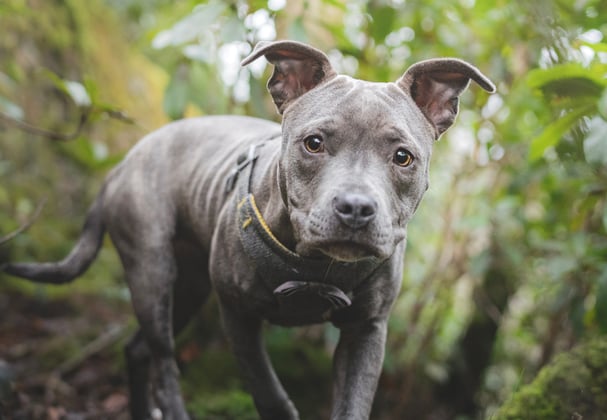 A blue staffordshire bull terrier walking among tall plants.