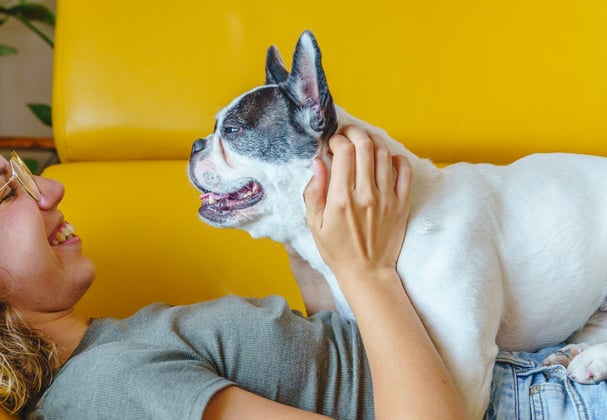 white french bulldog lying on owner who is lying on a yellow couch
