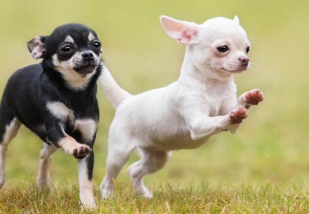 A black and tan Chihuahua chasing a white Chihuahua