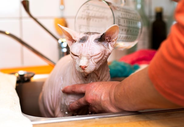 A sphynx cat being given a bath in the sink.