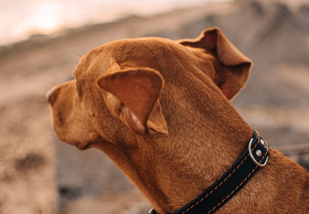 A hungarian vizsla looking out across a beach at the sea.