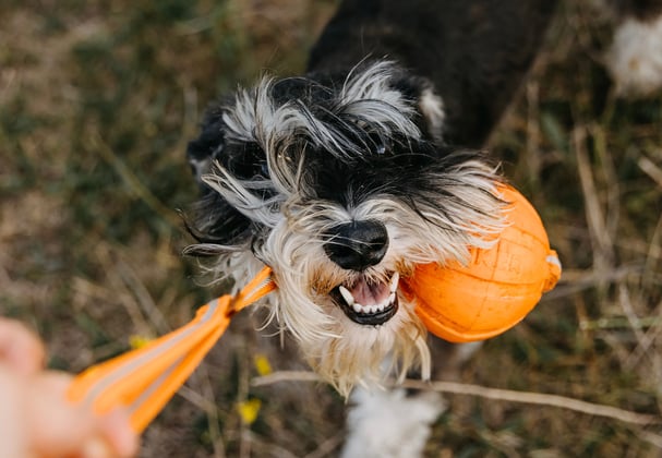 Miniature Schnauzer with an orange toy in mouth