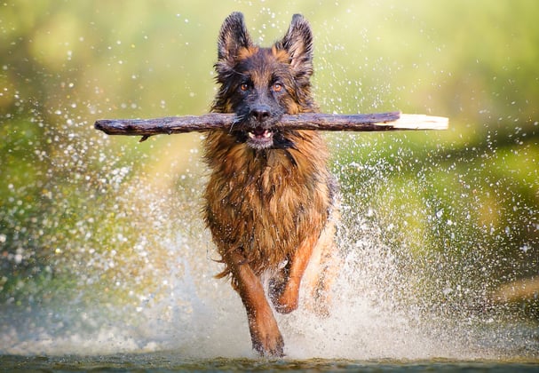 A german shepherd running through water with a large stick in its mouth.