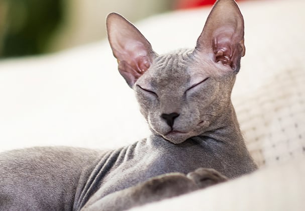 A sphynx laying on a soft blanket.