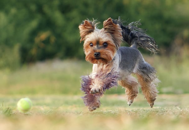 A yorkie chasing a tennis ball.