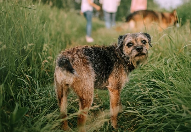 A border terrier looking back at the camera surrounded by long grass.