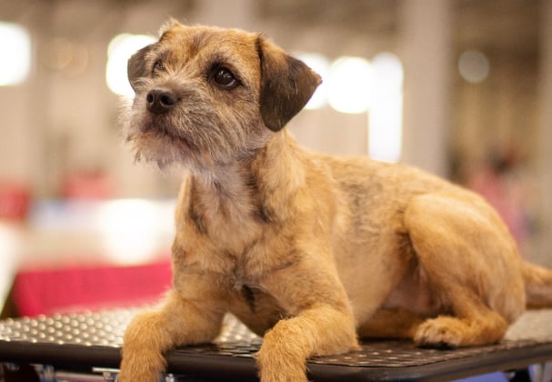 A border terrier on a groomers table.