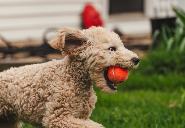 A goldendoodle running across the grass with a red ball in its mouth.