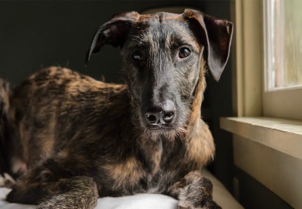 A brown Lurcher laying down.