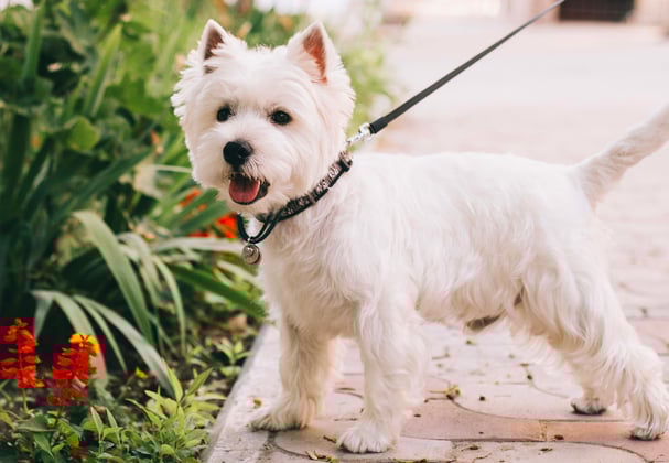 West Highland Terrier on a lead next to some flowers