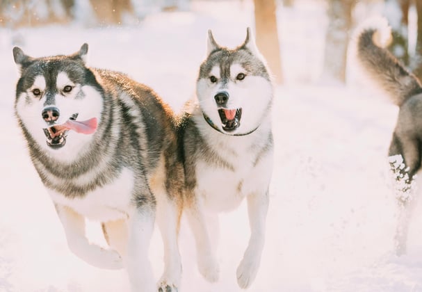 A group of siberian huskies running through snow.