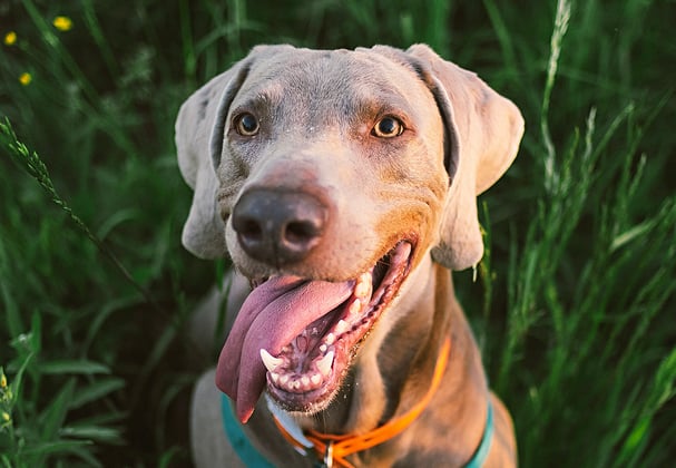 A weimaraner with its tongue out sitting between tall grass.