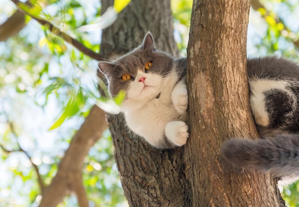 A british shorthair in a tree looking down at the camera.