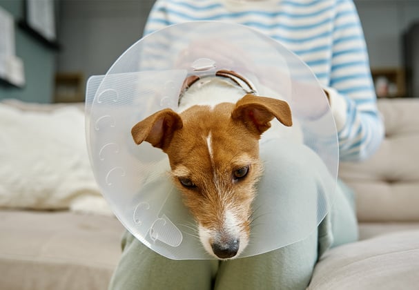 A Jack Russell Terrier wearing a medical cone and looking sad sat on their owner's lap