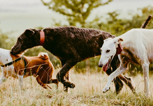 A pack of dogs running through grass.