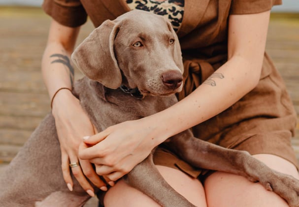 A woman holding her weimaraner on her lap.