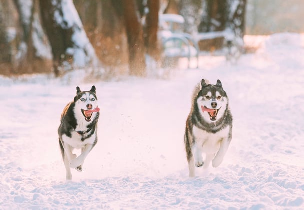 Two huskies running across snow together.