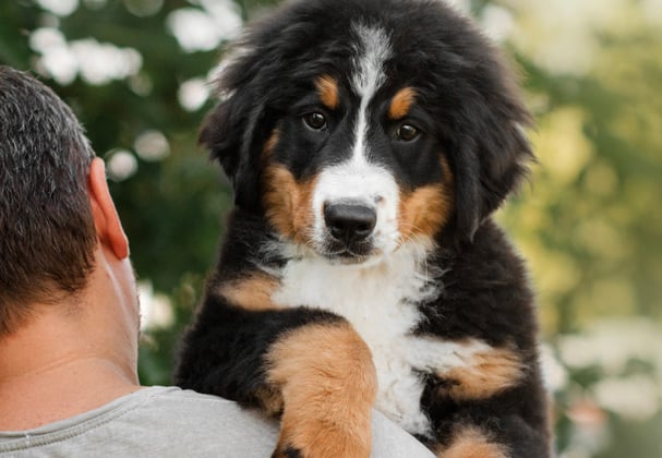 A man carrying a BMD puppy over his shoulder.