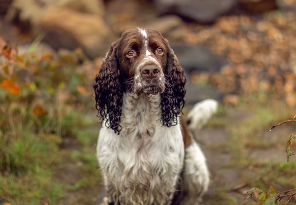 An english springer spaniel looking at the camera between orange autumn bushes.