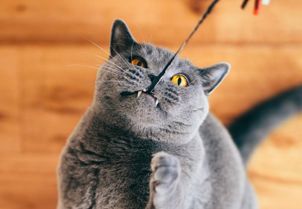 A british blue chewing on the end of a toy wand.