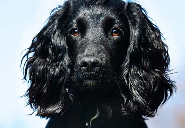 A black Cocker Spaniel looking at the camera.