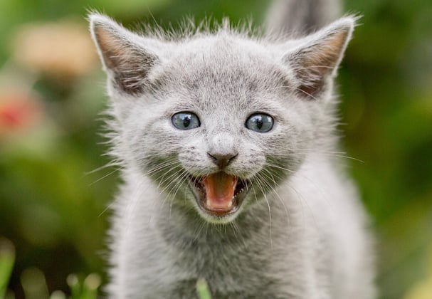 A russian blue kitten outside in the grass.