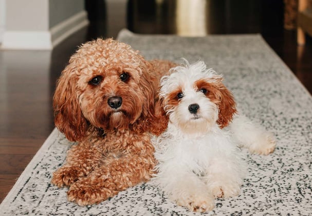 Two Cavapoos laying next to each other on a rug