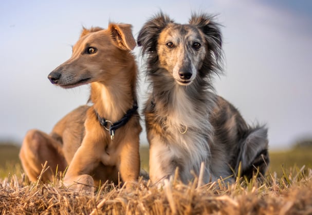 Two Lurcher's sitting in a field.
