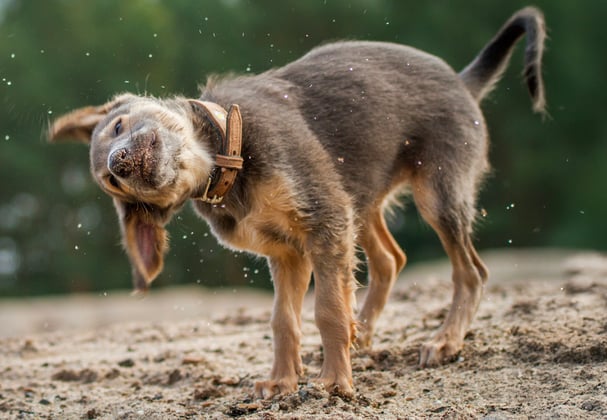 A lurcher puppy shaking off water.
