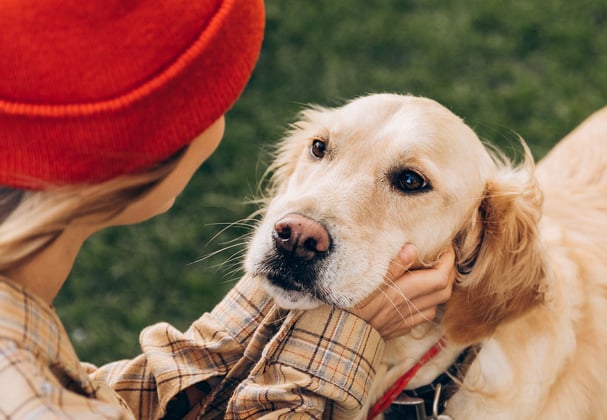 A golden retriever having it's face cradled by it's owner.