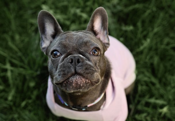French bulldog in a pink coat sitting on grass