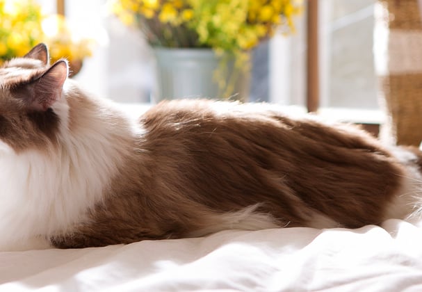 A ragdoll cat licking his lips whilst laying on a bed.