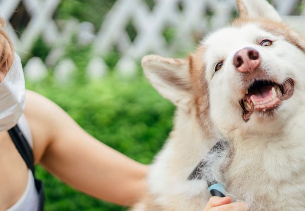 A siberian husky being brushed.